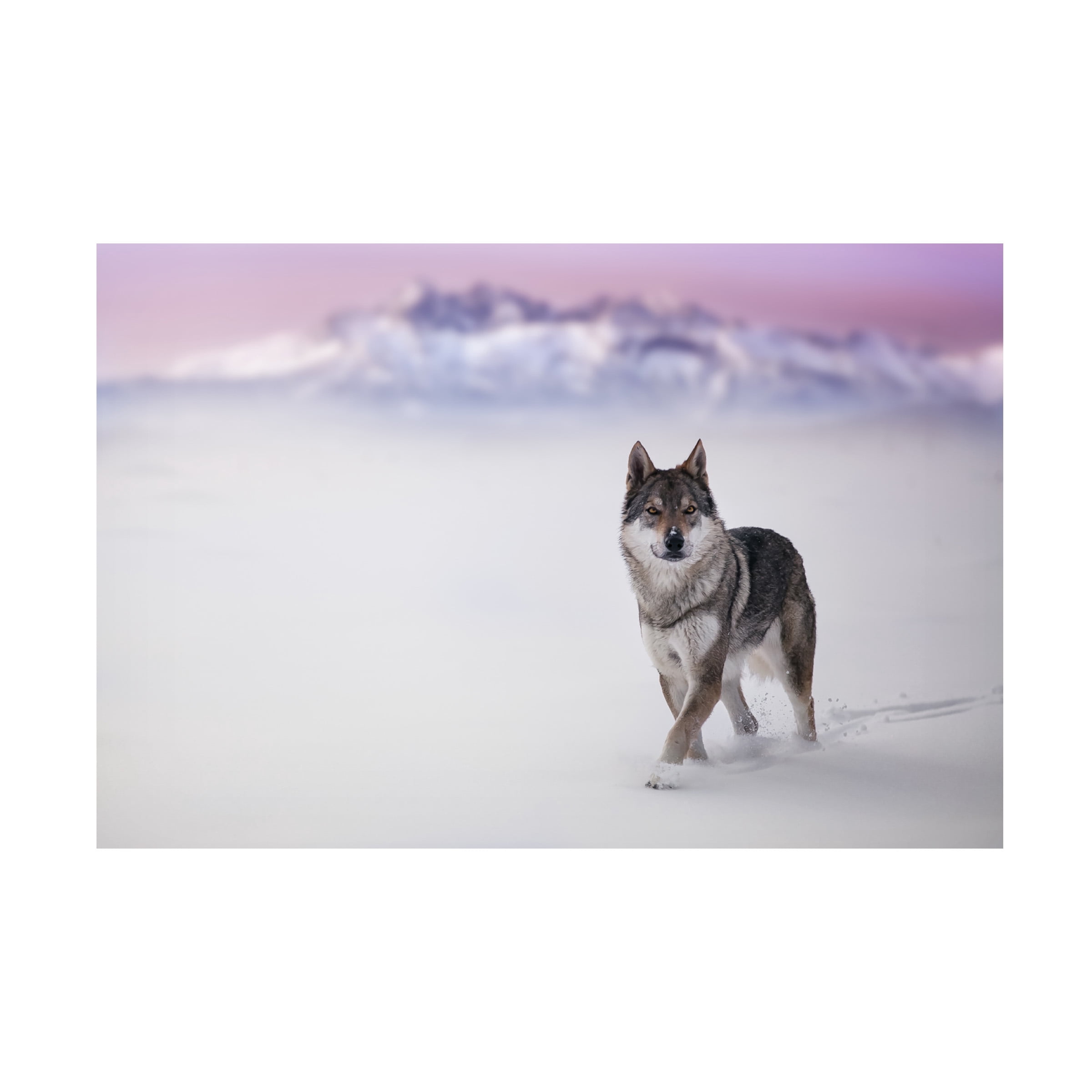 Stanislav Hricko 'Lone Wolf' Canvas Art