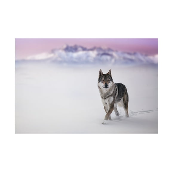 Stanislav Hricko 'Lone Wolf' Canvas Art