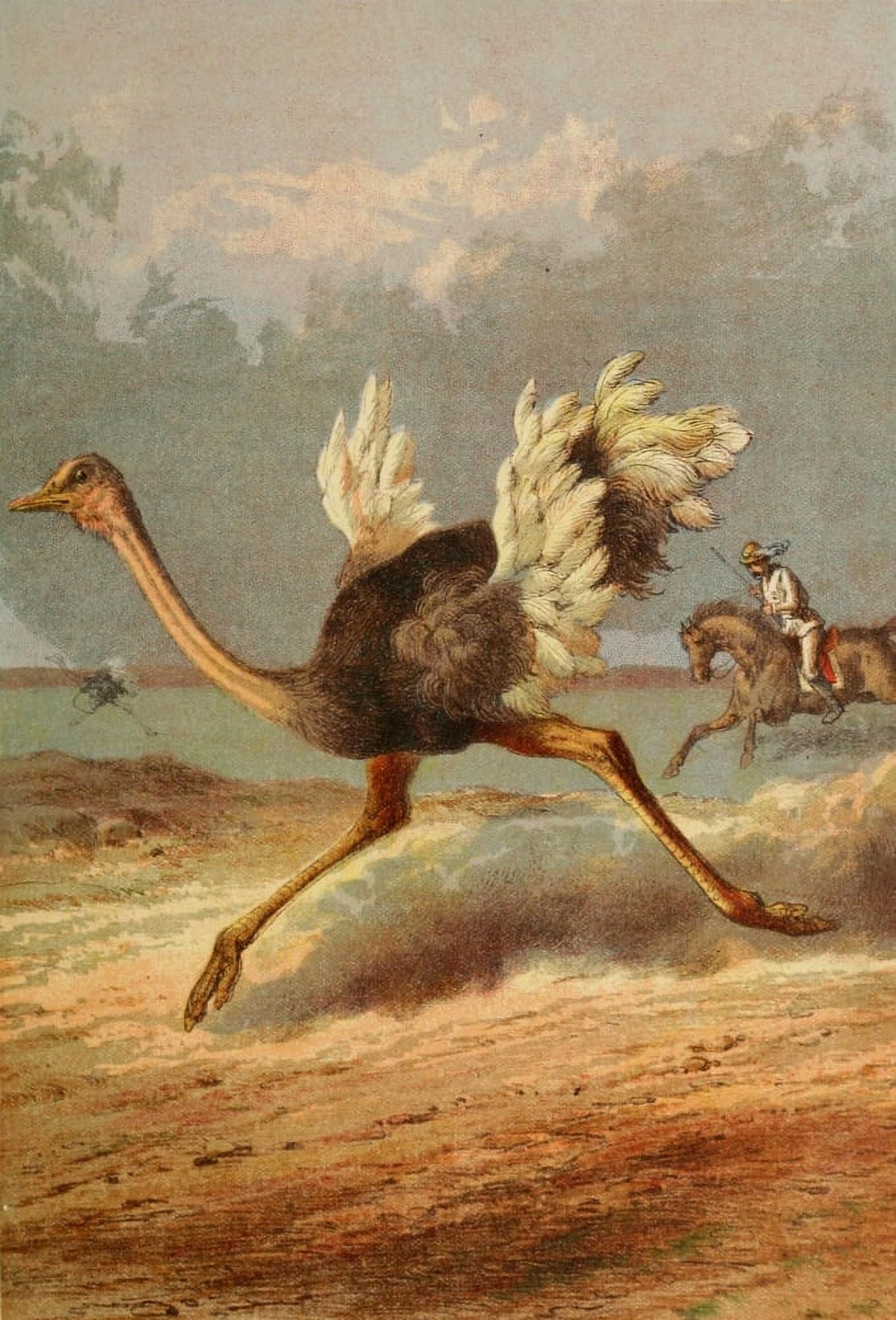 Stanley & Africa c1875 Chasing the Ostrich Canvas Art - Unknown (18 x 24)
