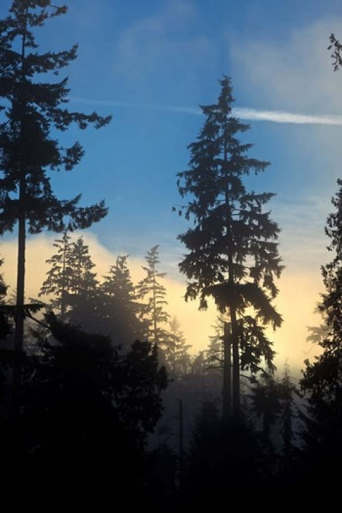 Stanley Park Vancouver British Columbia Canada Canvas Art - Rick A Brown DanitaDelimont (19 x 29)