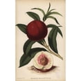 thumbnail image 1 of Stanwick Elruge Nectarine, Prunus Persica Cultivar Poster Print By ® Florilegius Mary Evans (18 X 24), 1 of 3