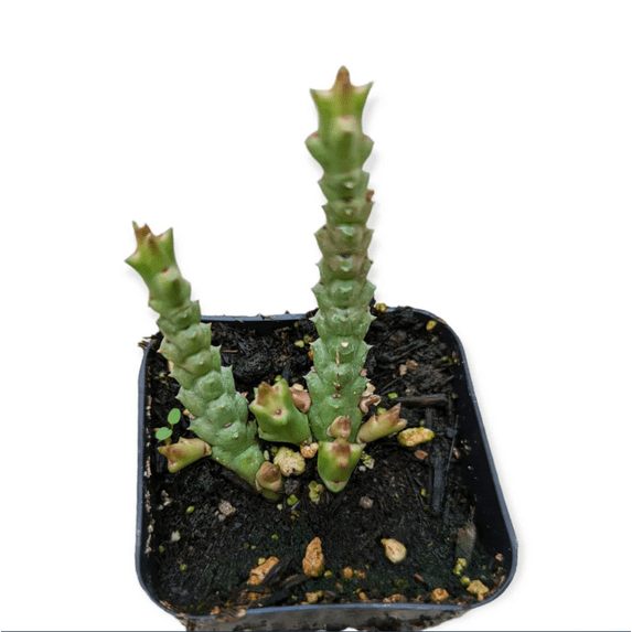 Stapelia Sp. Succulent Live Plant 2 Inch for Indoor Outdoor Home Office Garden Decor