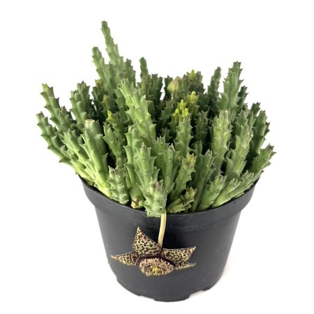 Stapelia Variegata Large Cluster Starfish Cactus, 6" Pot