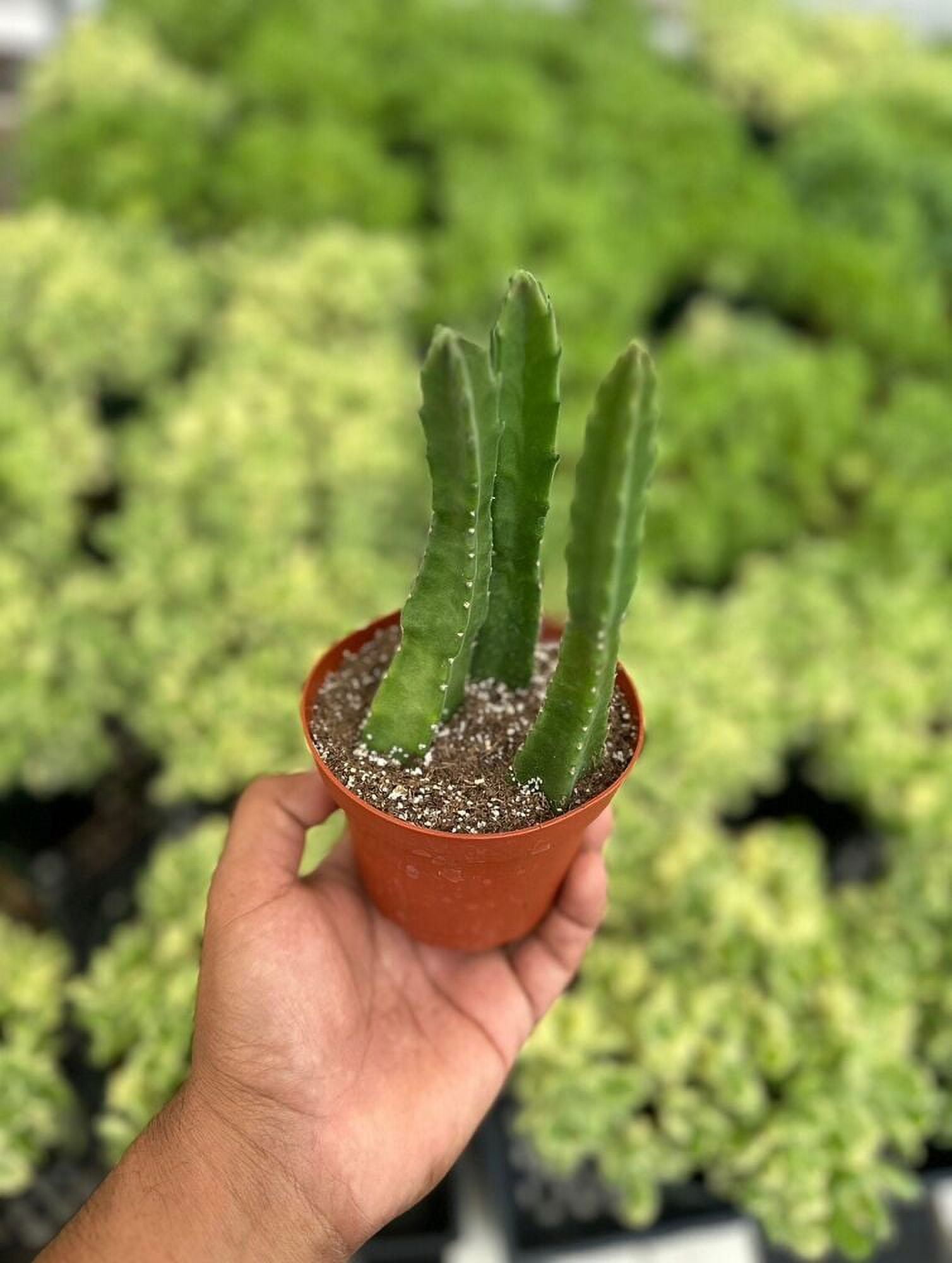 Stapelia gigantea Carrion Flower, Carrion Plant, Starfish Plant in 4 ...