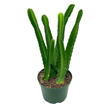 Stapelia gigantea, Giant Starfish Flower, Rare Huernia, Huge in 6 inch Pot
