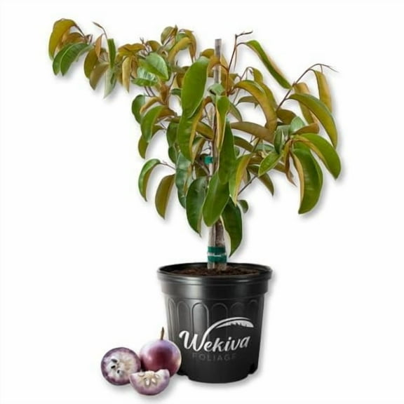Star Apple Tree - Live Plant in a 3 Gallon Growers Pot - Chrysophyllum Cainito - Beautiful Edible Fruit Bearing Tree for Patio and Garden