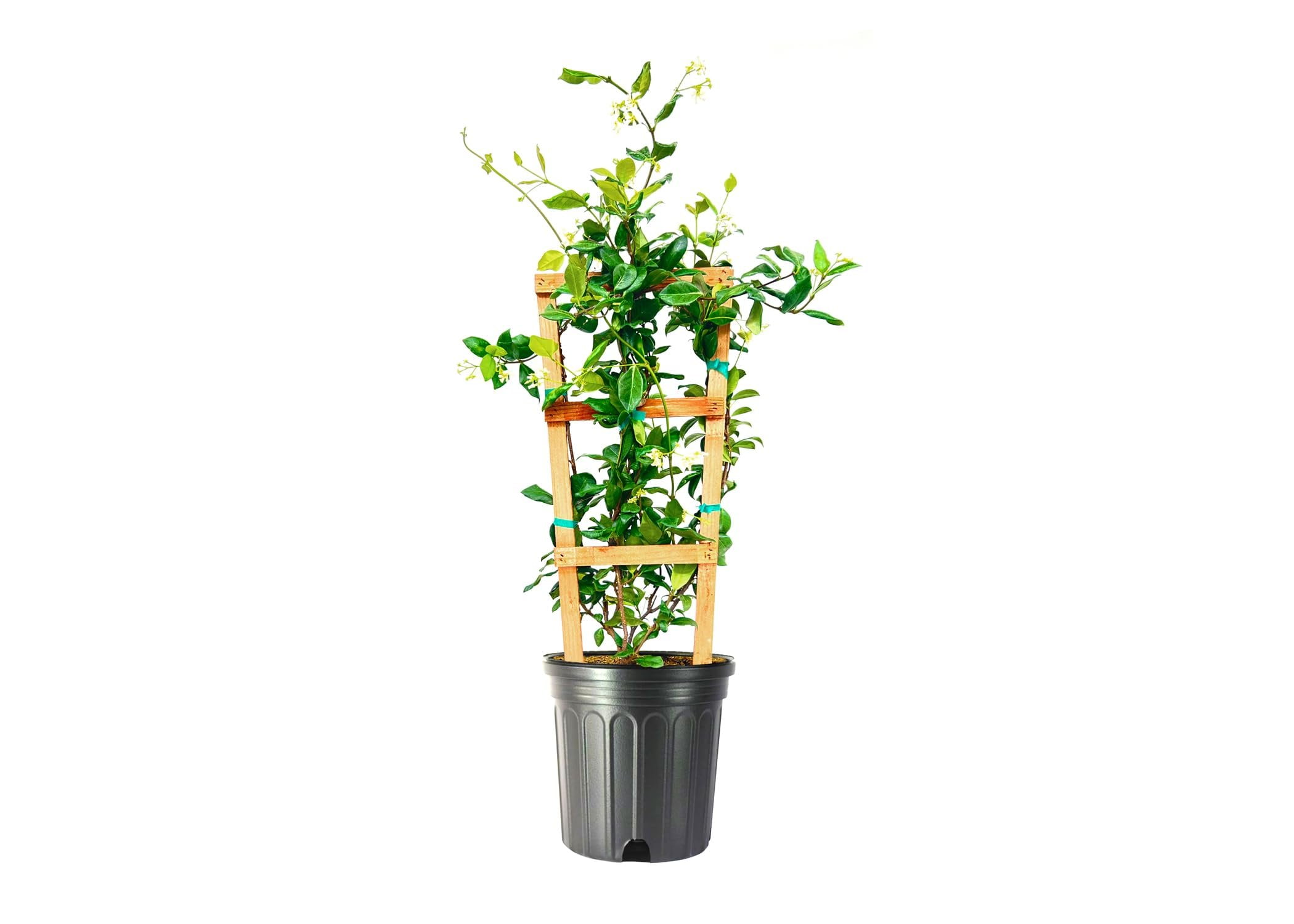 Star Confederate Jasmine  1 Extra Large 3 Gallon Plant  Trachelospermum jasminoides 'Star'  Lush Flowering Vine  Perfect for Trellises and Arbors