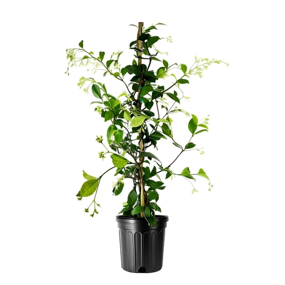 Star Confederate Jasmine | 1 Large Gallon Size Plant | Trachelospermum jasminoides | Flowering Vine Plants | Evergreen Ground Cover for Landscaping