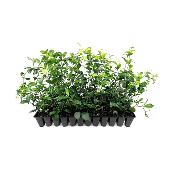Star Confederate Jasmine | 10 Live Plants | Trachelospermum jasminoides | Flowering Vine Plants | Evergreen Ground Cover for Landscaping