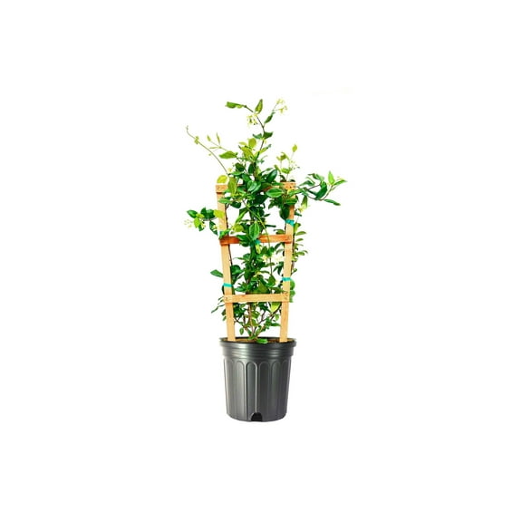 Star Confederate Jasmine  2 Extra Large 3 Gallon Plants  Trachelospermum jasminoides 'Star'  Lush Flowering Vine  Perfect for Trellises and Arbors