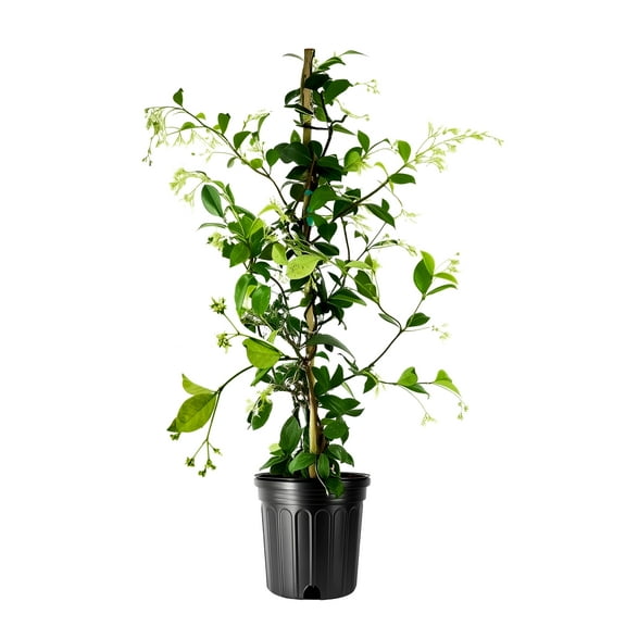 Star Confederate Jasmine | 3 Large Gallon Size Plants | Trachelospermum jasminoides | Flowering Vine Plants | Evergreen Ground Cover for Landscaping