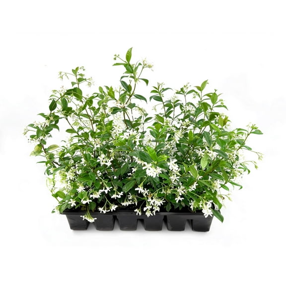 Star Confederate Jasmine | 5 Live 4 Inch Plants | Trachelospermum jasminoides | Flowering Vine Plants | Evergreen Ground Cover for Landscaping