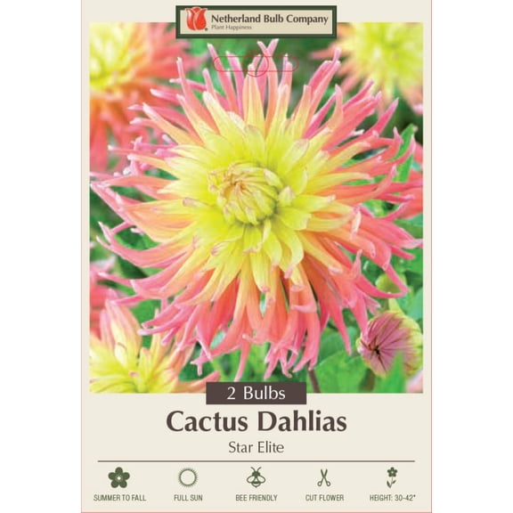 Star Elite Cactus Dahlia - 2 Root Clumps