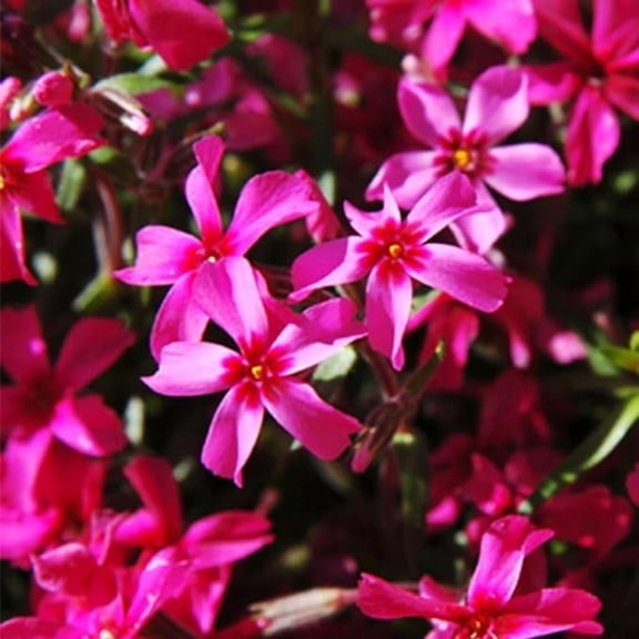 Star Fire Tall Phlox Flower Bulbs - Attracts Butterflies and Hummingbirds - Good as Cut Flowers - Naturalizing = Perennializing