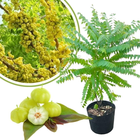 Star Gooseberry Tree Live Plant, 18-26 Inch Tall, Gooseberry Shrub Plants Live 1 Gallon Pot, Sweet Gooseberries Fruit Plant for Planting Outdoors