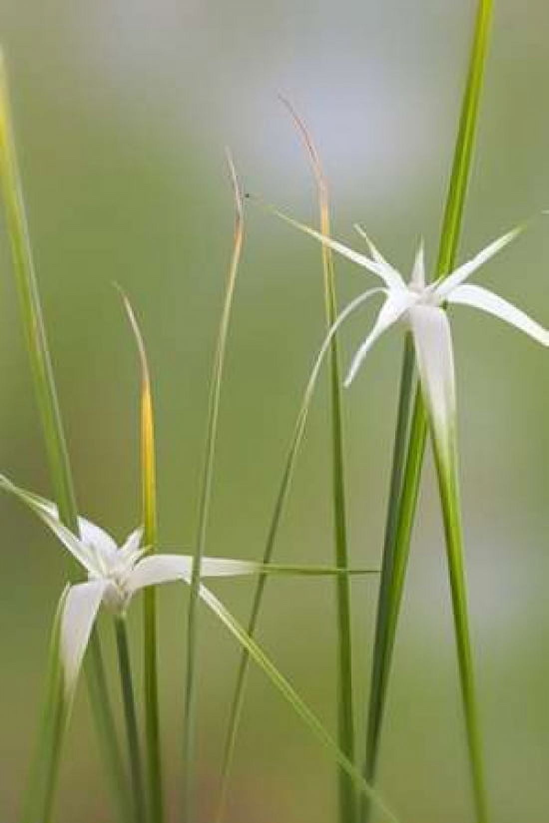 Star Grass I Canvas Art - Kathy Mahan (12 x 18)