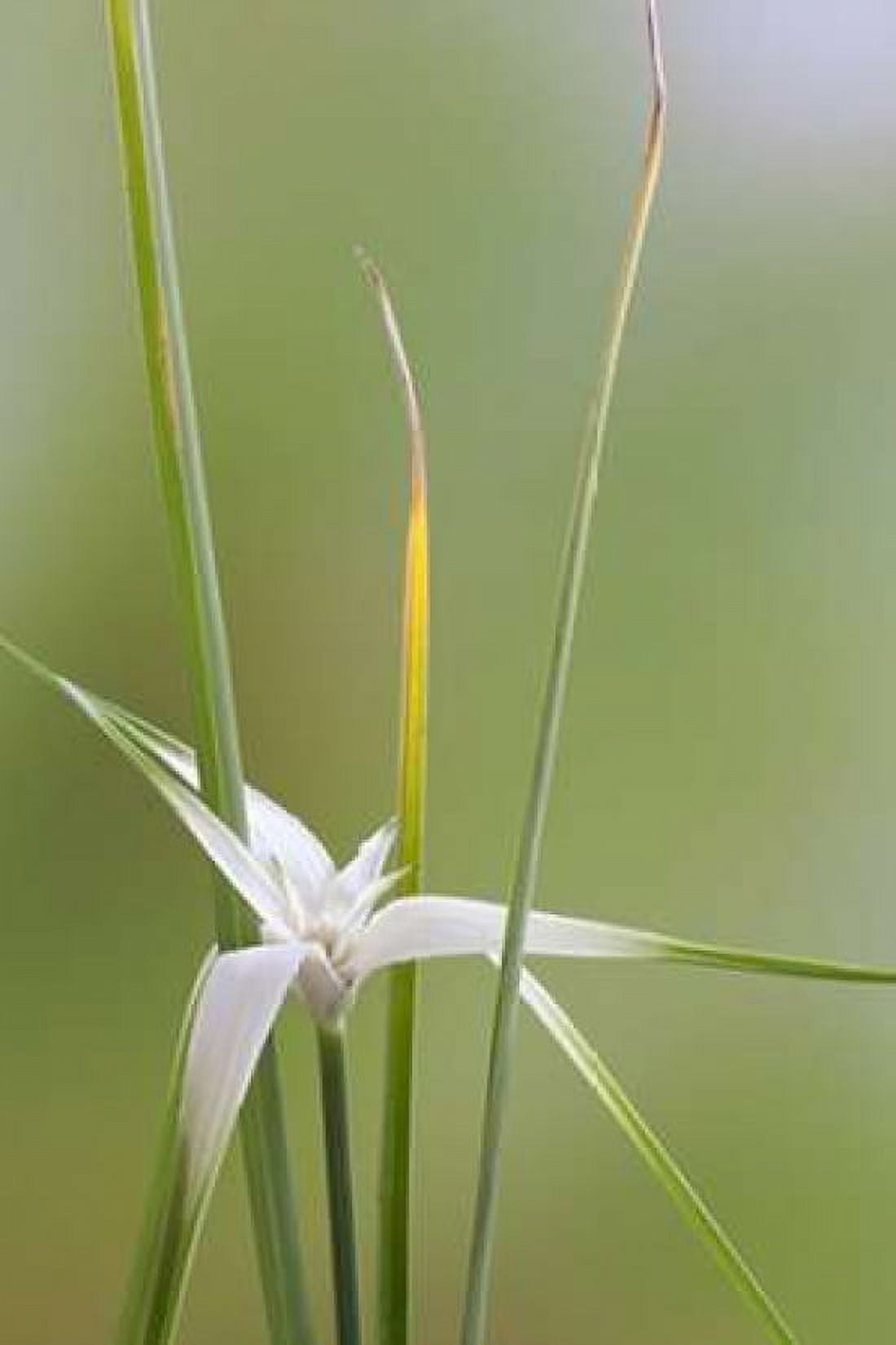 Star Grass II Canvas Art - Kathy Mahan (12 x 18)