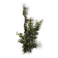 thumbnail image 1 of Star Ivy Bush by Ashland, 1 of 2