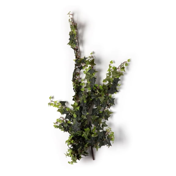 Star Ivy Bush by Ashland
