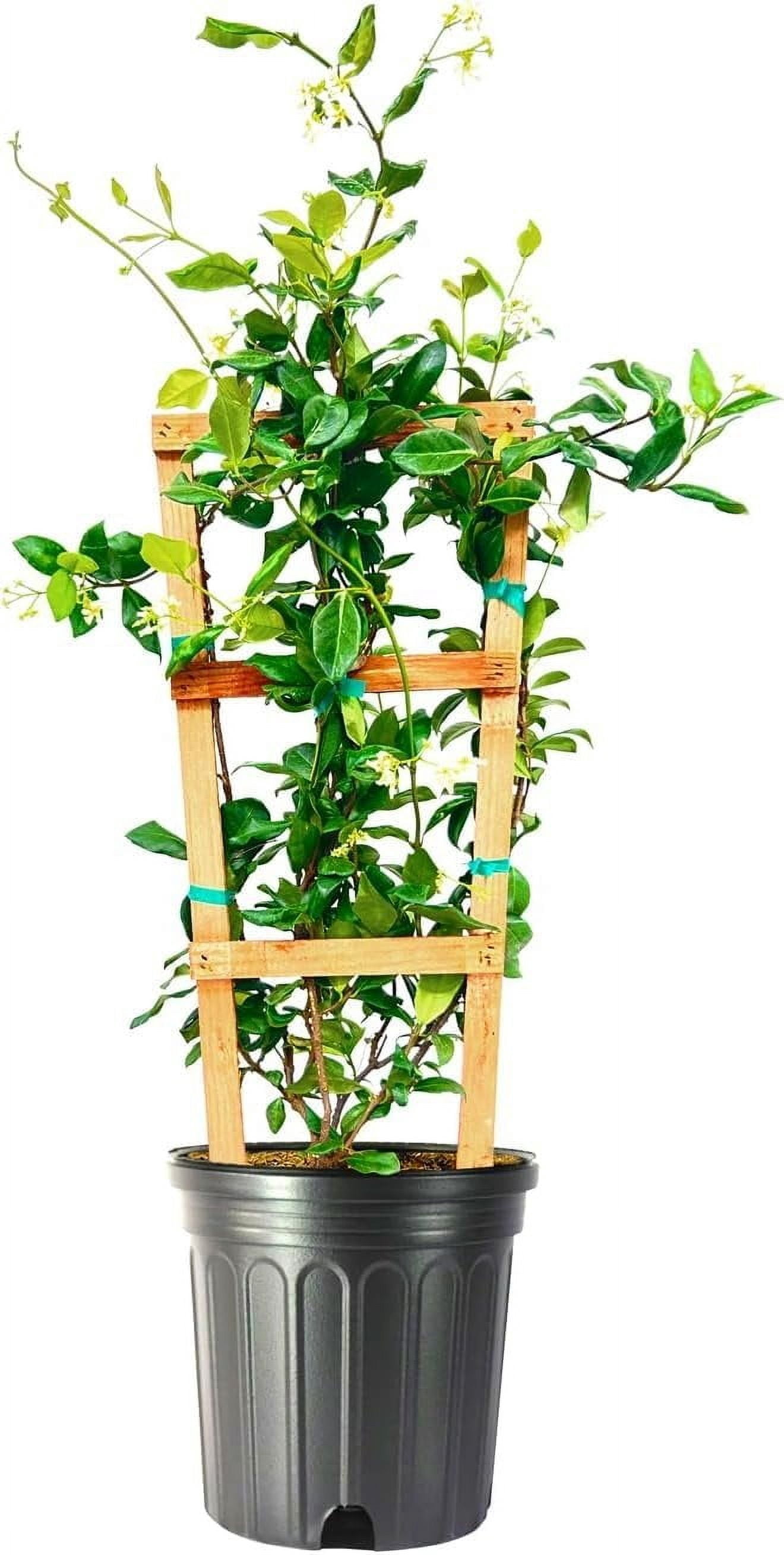 Star Jasmine  1 Extra Large 3 Gallon Plant  Trachelospermum Jasminoides  Fragrant Climbing Vine  Ideal for Trellises and Arbors
