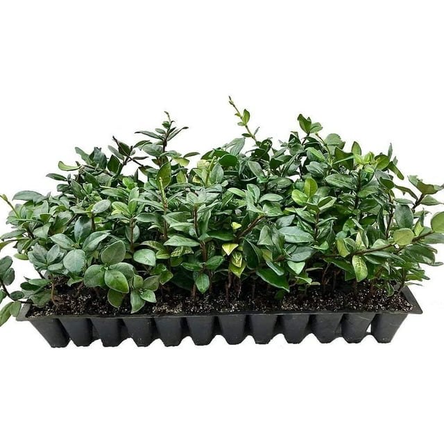Star Jasmine 10 Live Plants Trachelospermum Jasminoides Fragrant Blooming Evergreen Vine