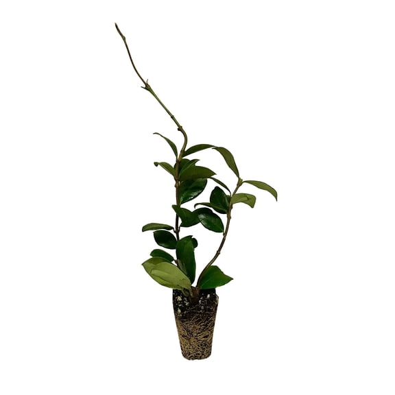 Star Jasmine 10 Live Plants Trachelospermum Jasminoides Fragrant Blooming Evergreen Vine