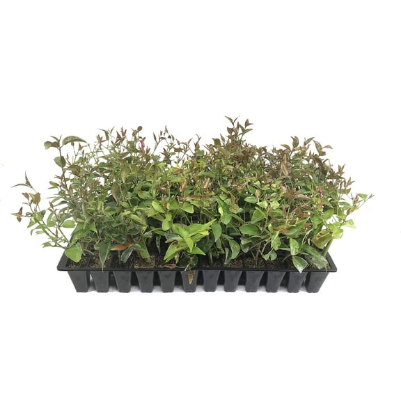 Star Jasmine - 20 Live Plants - Jasminum Nitidum - Fragrant Blooming Evergreen Vine