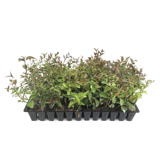 Star Jasmine - 20 Live Plants - Jasminum Nitidum - Fragrant Blooming Evergreen Vine