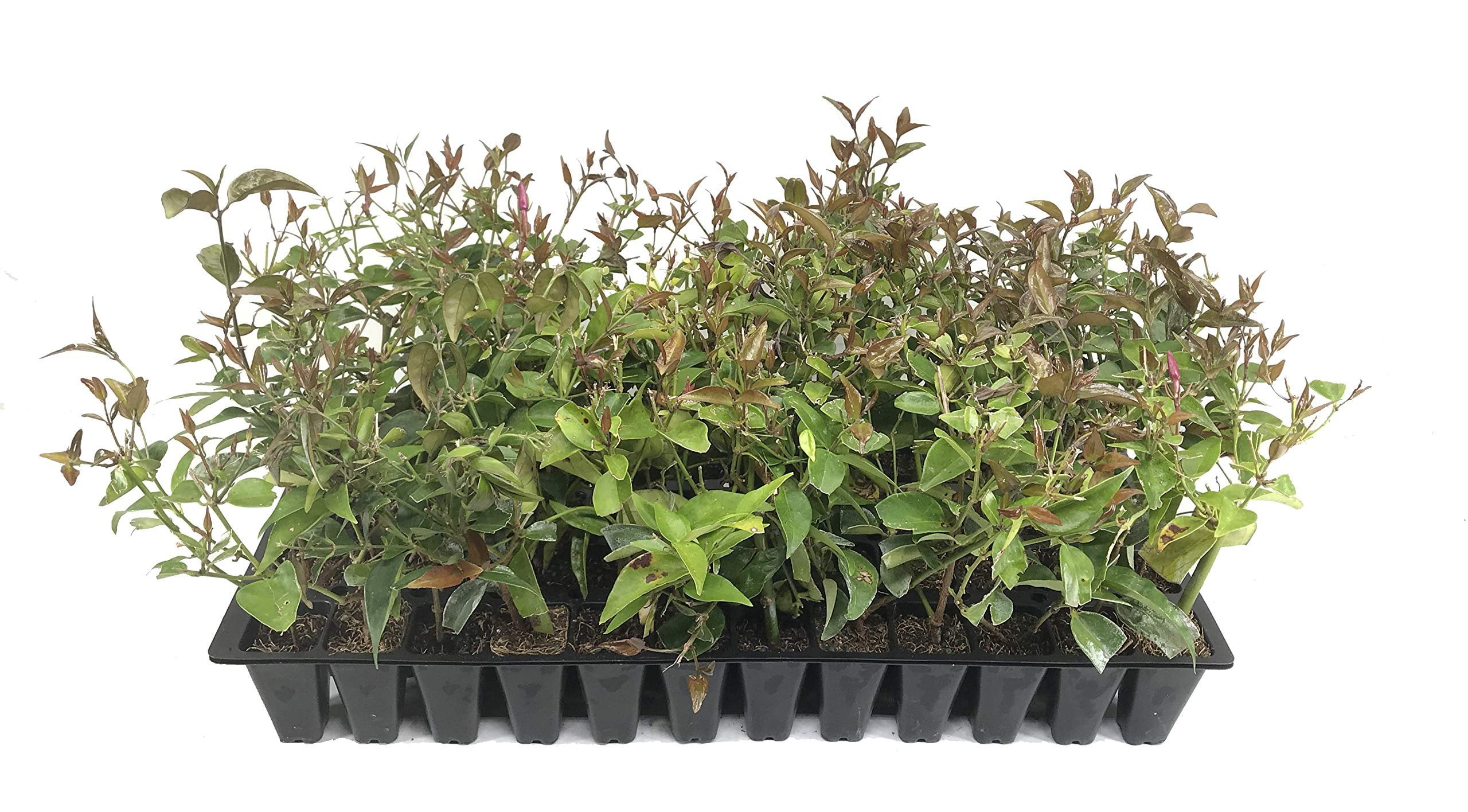 Star Jasmine - 3 Live Plants - Jasminum Nitidum - Fragrant Blooming Evergreen Vine
