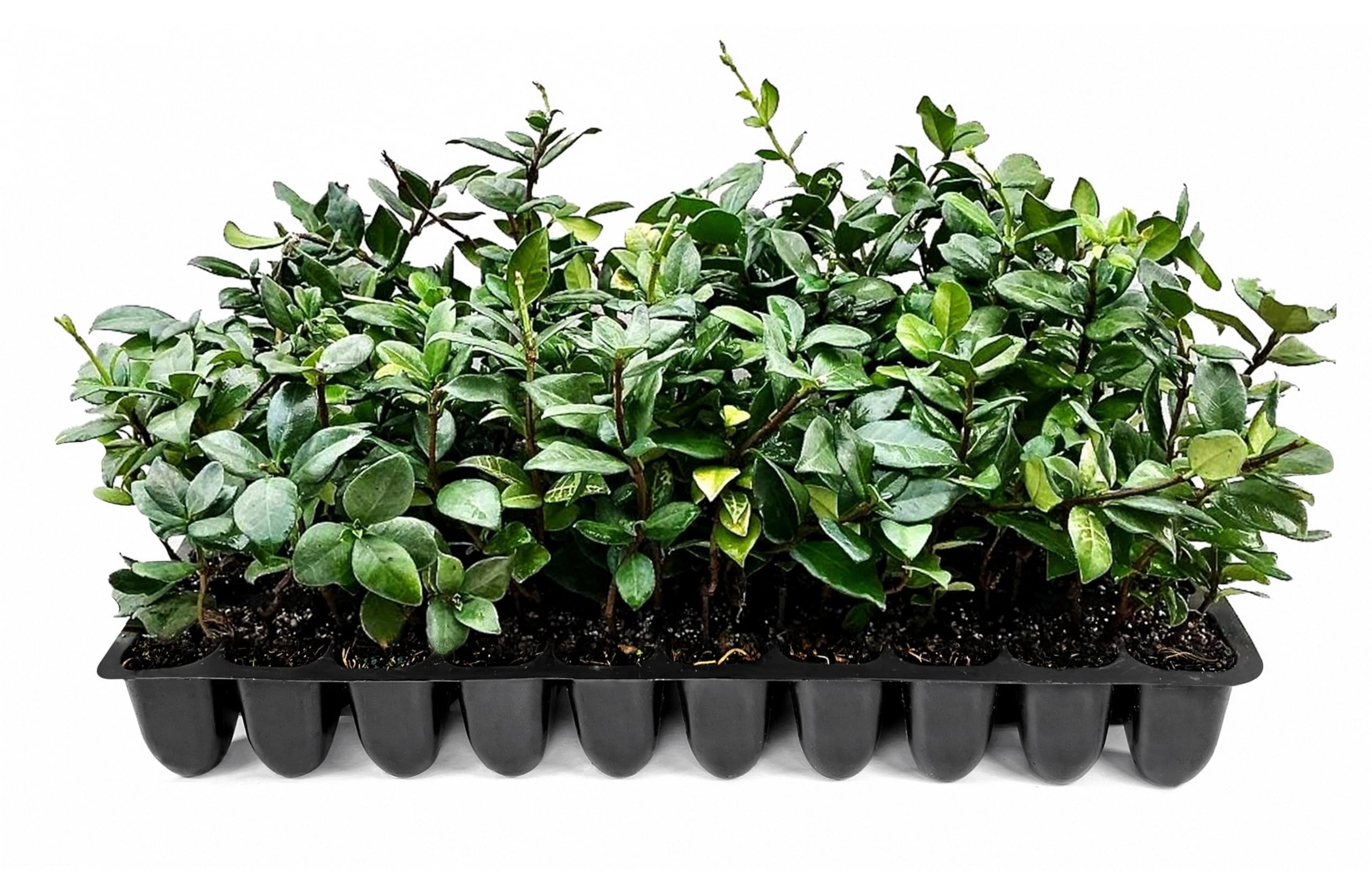 Star Jasmine | 3 Live Plants | Trachelospermum Jasminoides | Fragrant Blooming Evergreen Vine, Low Maintenance, Climbing, White Flowers, Attracts Pollinators, Drought Tolerant