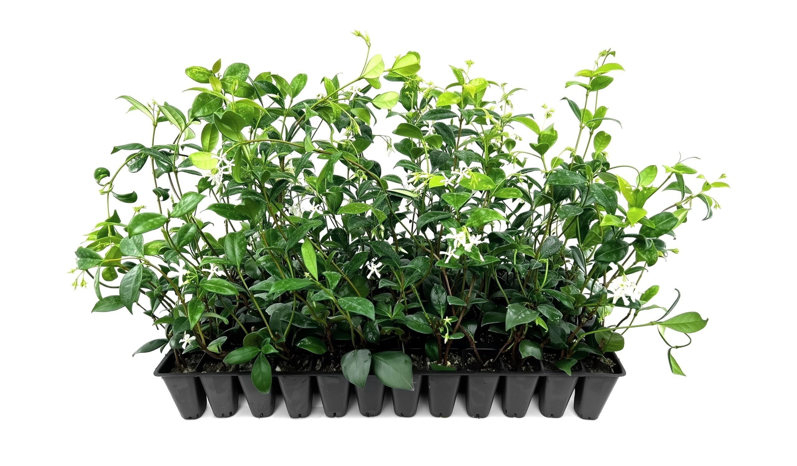 Star Confederate Jasmine  3 Live Plants  Trachelospermum jasminoides  Flowering Vine Plants  Evergreen Ground Cover for Landscaping