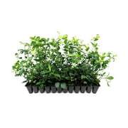 Star Confederate Jasmine 3 Live Plants Trachelospermum jasminoides Flowering Vine Plants Evergreen Ground Cover for Landscaping