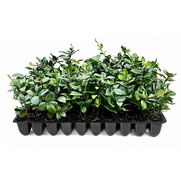 Star Jasmine 50 Live Plants Trachelospermum Jasminoides Fragrant Blooming Evergreen Vine