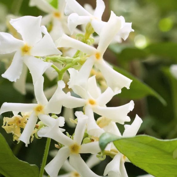 Star Jasmine Climbing Plant 4 to 8 Inches Tall, Fragrant Green Confederate Star Jasmine Live Plant for Outdoor Gardening