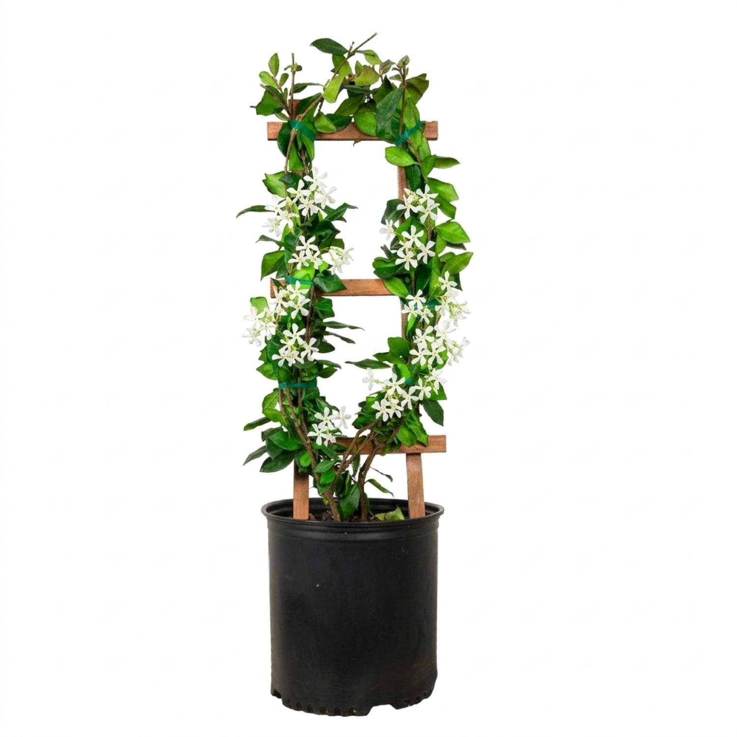 Expert Gardener Star Jasmine 'Large Leaf' (2.5 Quart) Aromatic