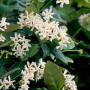 FLOWERWOOD Star Jasmine 'Large Leaf' (2.5 Quart) Aromatic White Blooming Evergreen Vine - Full Sun Live Outdoor Plant