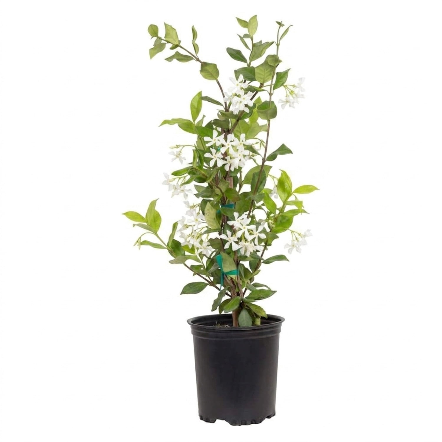 Expert Gardener Star Jasmine 'Large Leaf' (2.5 Quart) Aromatic White Blooming Evergreen Vine - Full Sun Live Outdoor Plant