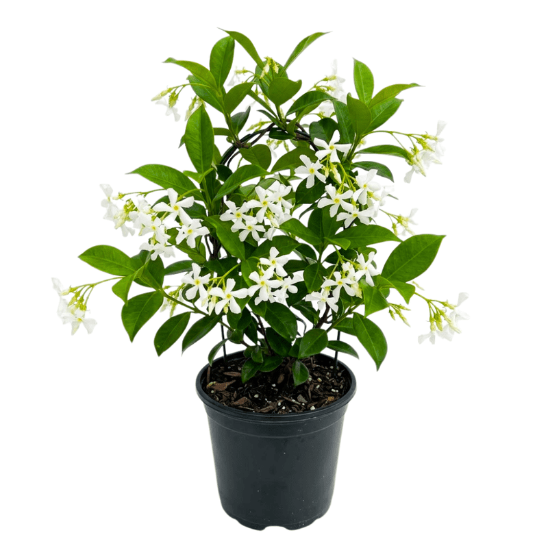 Star Jasmine Plant Live, 8 - 10 Inc Tall, Star Jasmine Live Plant, Fragrant Bloom, Fast Growing Climbing Vine for Trellis, Outdoor Garden