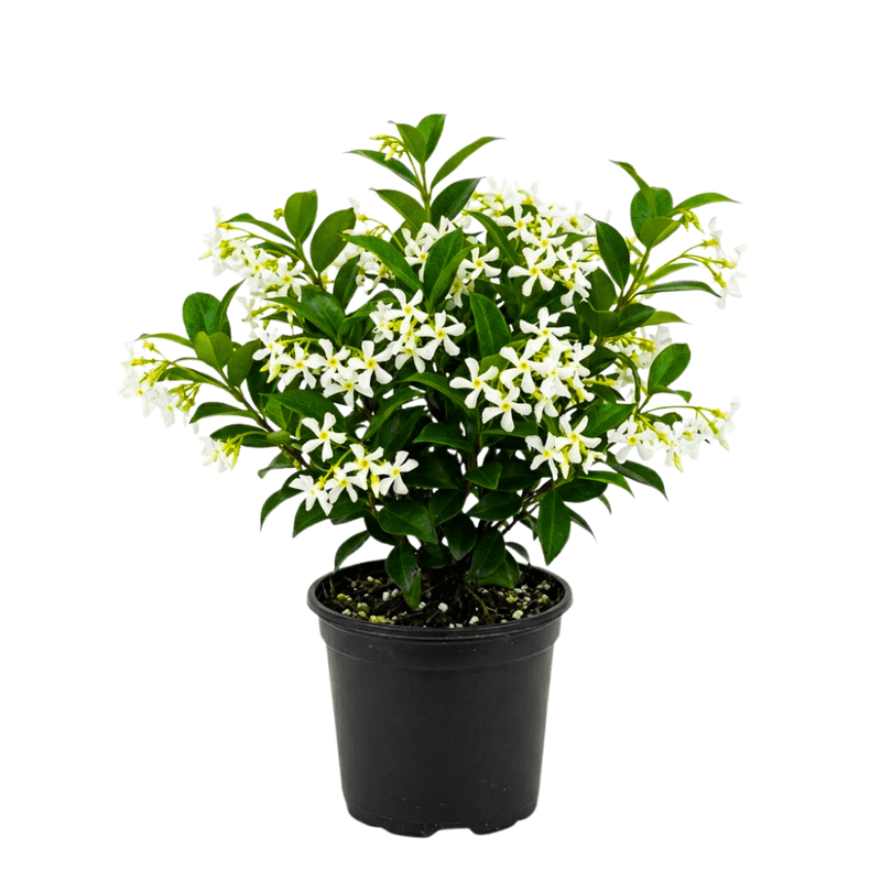 Star Jasmine Plant Live, Jasmine Flower Plant, 8 - 10 Inc Tall, Fragrant Climbing Vine for Indoor Outdoor Growing