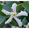 Star Jasmine Plant Live Vine Variegated Confederate Fragrant Flowers In