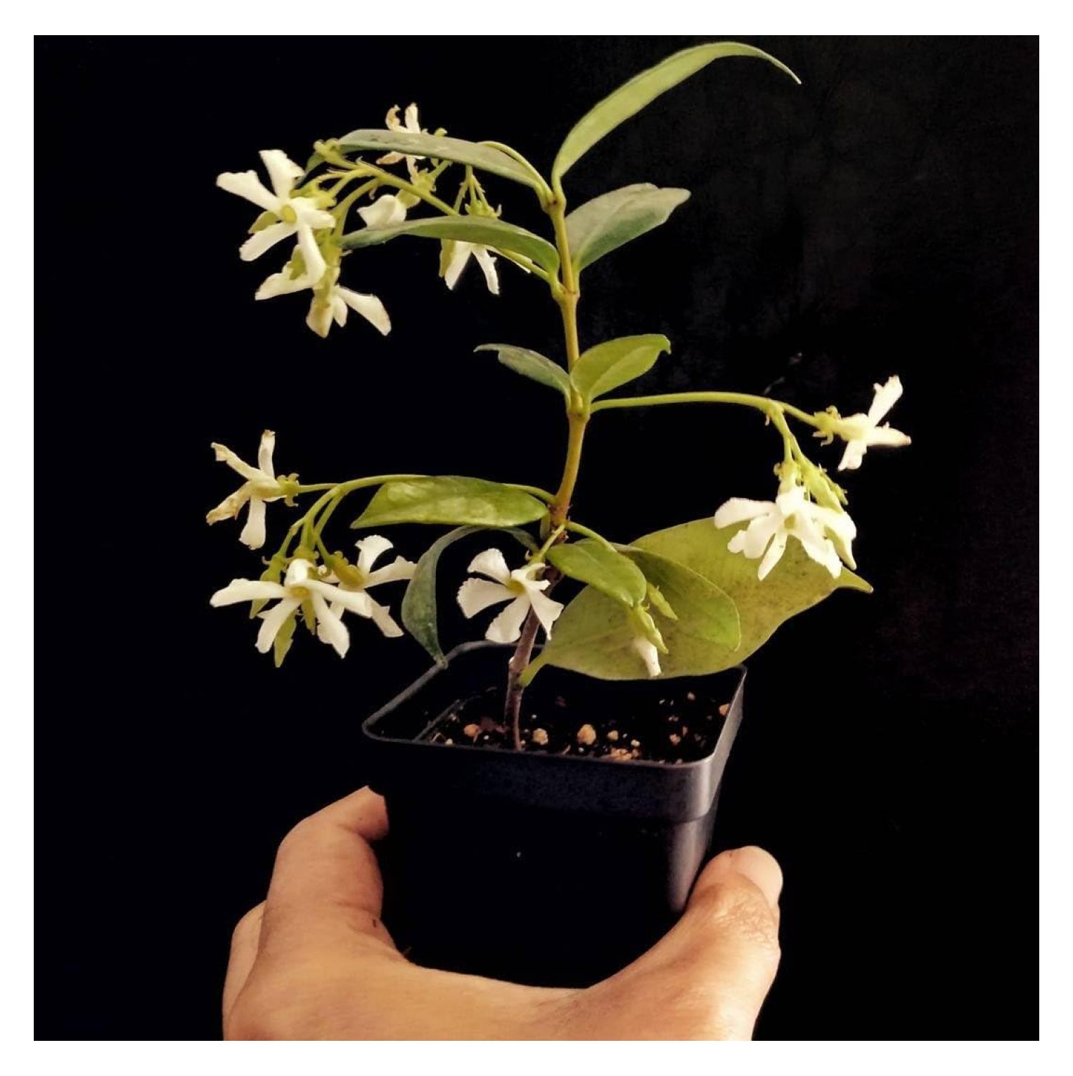 Star Jasmine Vine Plant Confederate Jasmine Trachelospermum