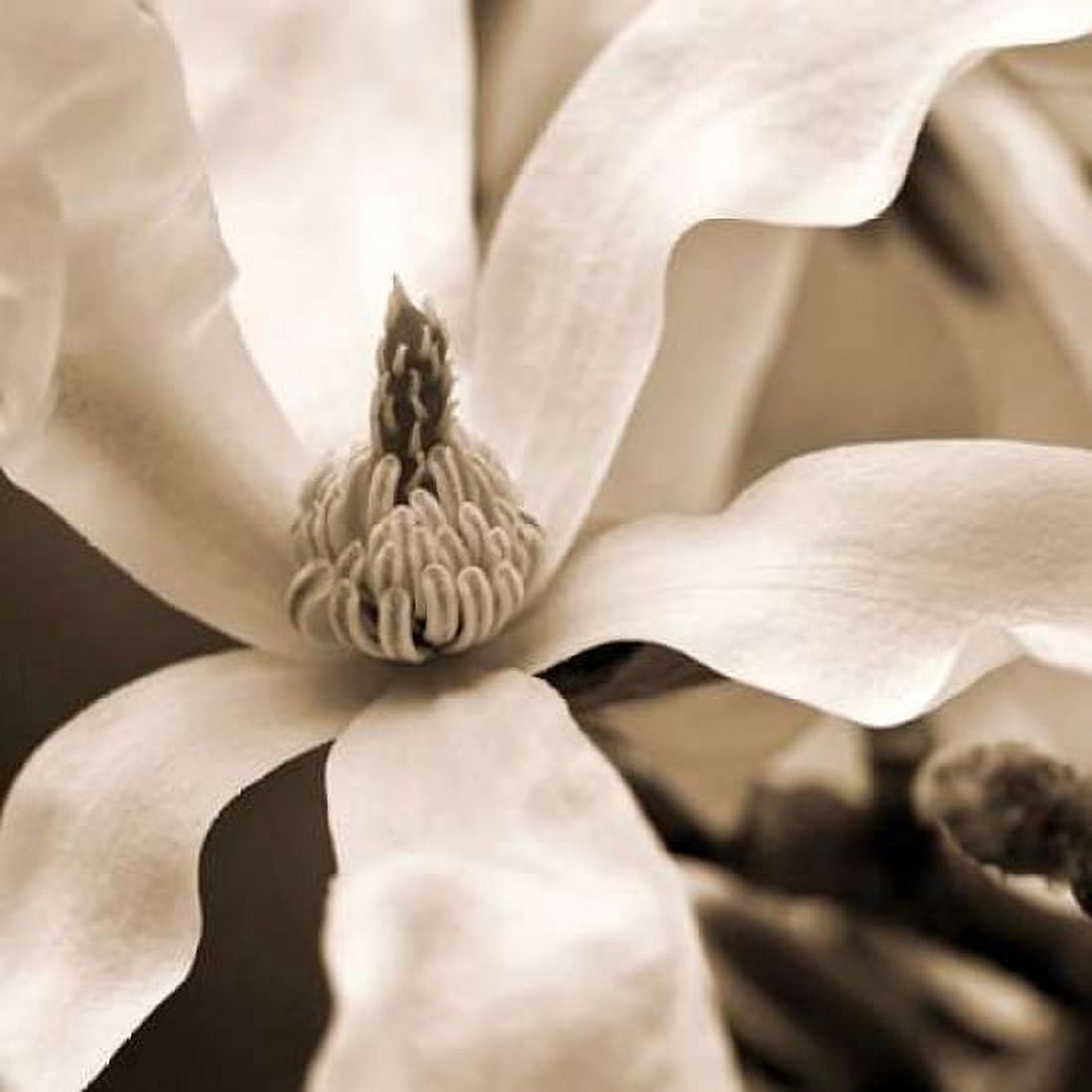Star Magnolia Canvas Art - Amber Light Gallery (24 x 24)