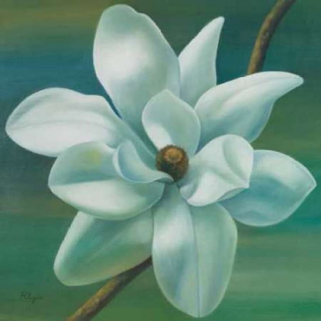 Star Magnolia Canvas Art - Vivien Rhyan (24 x 24)