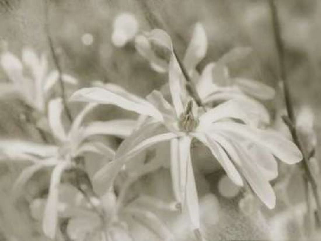 Star Magnolias I Canvas Art - Amy Melious (18 x 24)