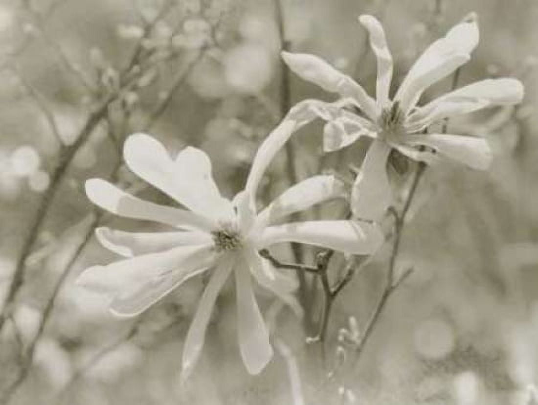 Star Magnolias II Canvas Art - Amy Melious (18 x 24)