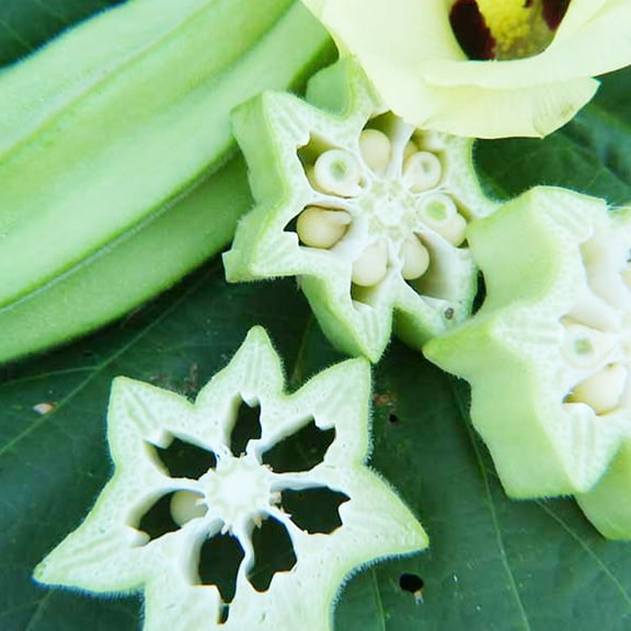 Star Of David Okra Seeds - 2 Grams ~30-36 Seeds - Heirloom, Open Pollinated, Non-GMO, Farm & Vegetable Gardening Seeds