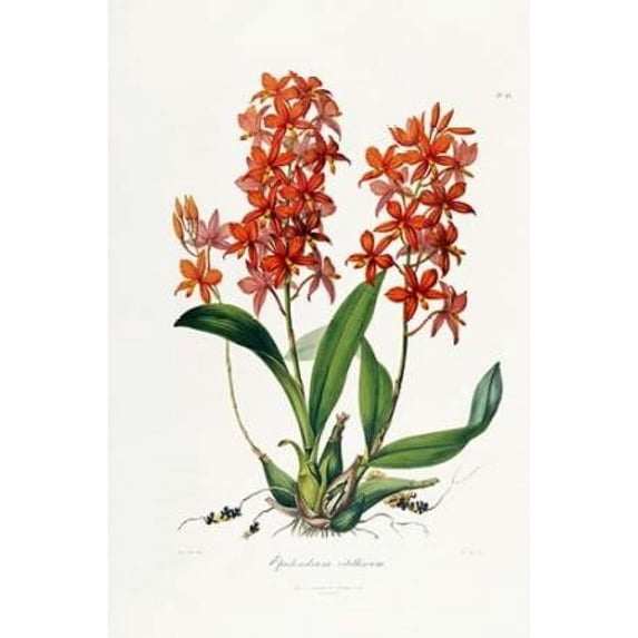 Star Orchid Poster Print by John Lindley (12 x 18)