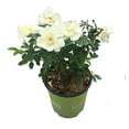 thumbnail image 1 of Star Roses Knockout Series 11891 Sunny Knockout Rose, 19cm, Yellow, 1 of 3