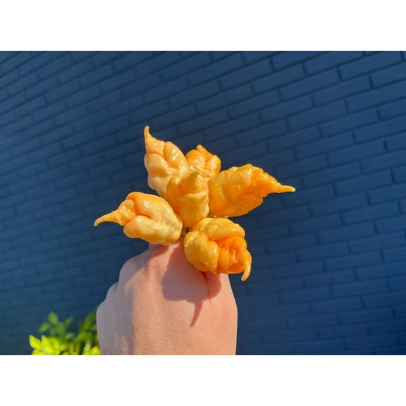 Star Scream Ultra Hot Pepper Premium Seed Packet