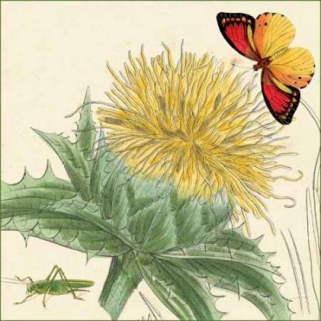 Star Thistle Canvas Art - Louis van Houtte (24 x 24)